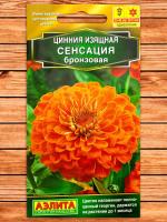 Цинния Сенсация бронзовая 12шт