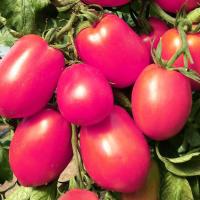 Сембат Томат Де барао Розовый 0,5г XXXL