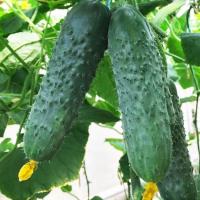 Nunhems Фермерская Огурец Антисипатор F1 500 шт