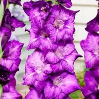 Гладиолус Грейвайн