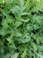 Пряность Руккола Корсика 20*0,5 г