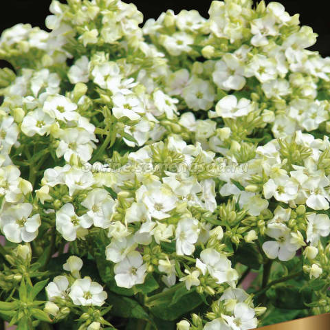 Флокс метельчатый Джейд* (I) 1 шт 744297