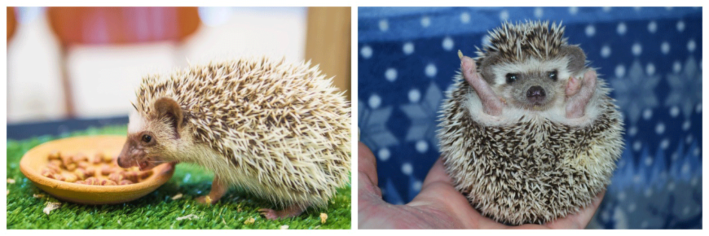 ёж-африканский.png ёж-африканский.png