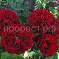 Без названия Без названия