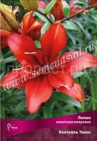 Лилия Азиатская махровая Коктейль Твинс (14-16) 2 шт 320961