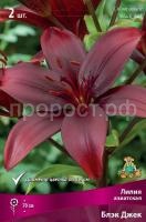 Лилия азиатская Блэк Джек
