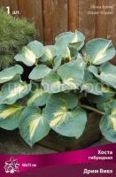 Хоста гибридная Дрим Вивэ