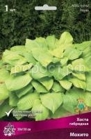 Хоста гибридная Мохито