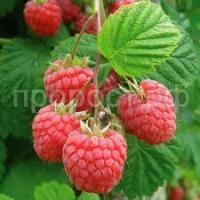 Без названия (1)