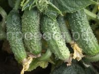 Огурец престиж F1