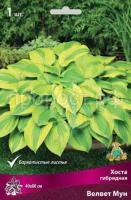 Хоста гибридная Велвет Мун