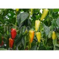 Перец сладкий Дон F1 Перец сладкий Дон F1