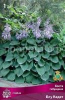 Хоста гибридная Блу Кадет