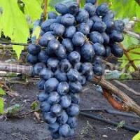 Без названия (1)