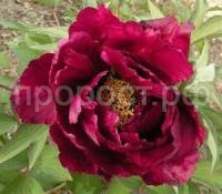 lПион красная королевская мантия lПион красная королевская мантия