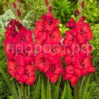 Без названия (1)