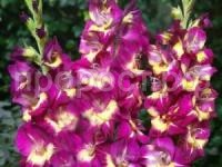 гладиолус сишор