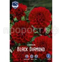 Без названия (1)