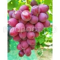 Без названия (1)