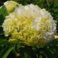 Пион-древовидный-Весенняя-ива Пион-древовидный-Весенняя-ива