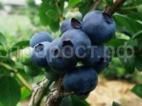 голубика денис блю голубика денис блю