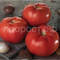 Томат Линда F1 1000 шт