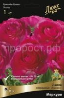 lutik_romans_mercury_kaper lutik_romans_mercury_kaper