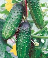 Огурец сокол F1 Огурец сокол F1