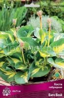 Хоста гибридная Бич Бой