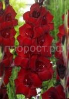 гладиолус фэт бой