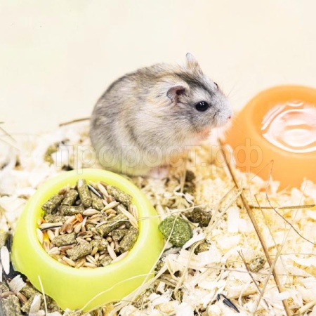 Хомяк джунгарский