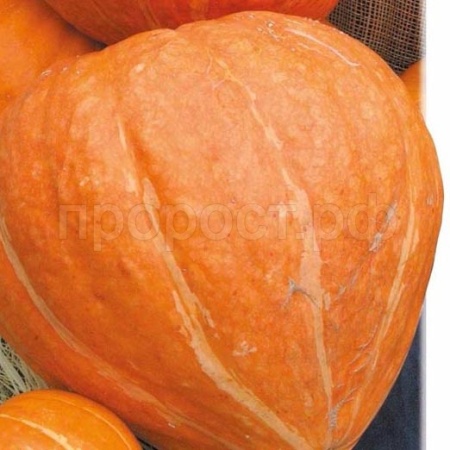 Сембат XXXL Тыква крупноплодная Россиянка 10г