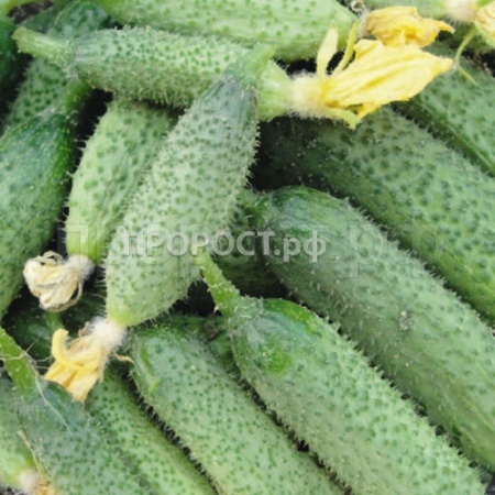 Аэлита Огурец Король рынка F1 10шт