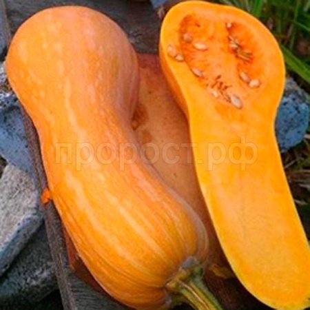 Поиск Тыква мускатная Арабатская 10шт 