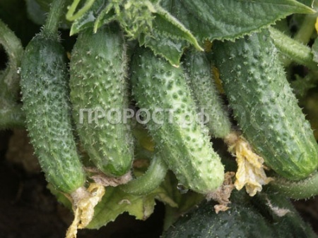 Седек Огурец Престиж F1 0,2г