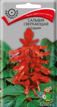 Поиск Сальвия сверкающая Скарлет 0,3г