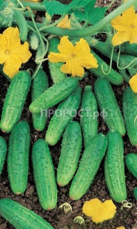 Поиск Огурец Голубчик F1 12шт