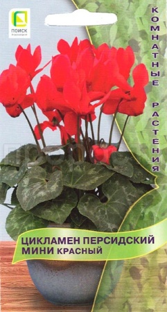 Поиск Комн. Цикламен персидский Красный 2шт