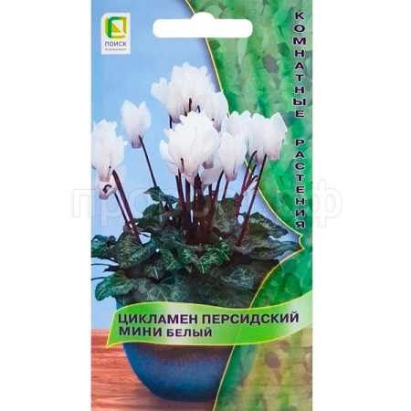 Поиск Комн. Цикламен персидский Белый 2шт