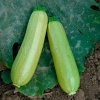 Кабачок Искандер F1 500 шт