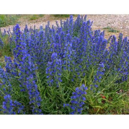 Семена синяка 1 кг Семена синяка 1 кг