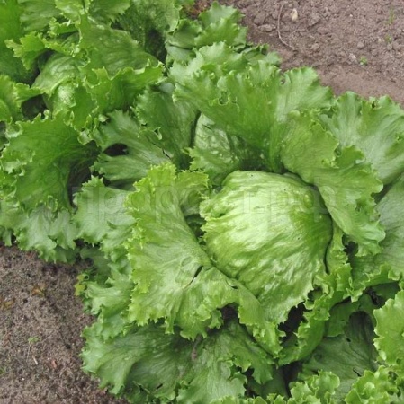 Сембат Салат Крупнокочанный 5г XXXL