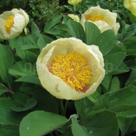 Редкие растения Пион Млокосевича (Paeonia mlokosewitschii) 3шт