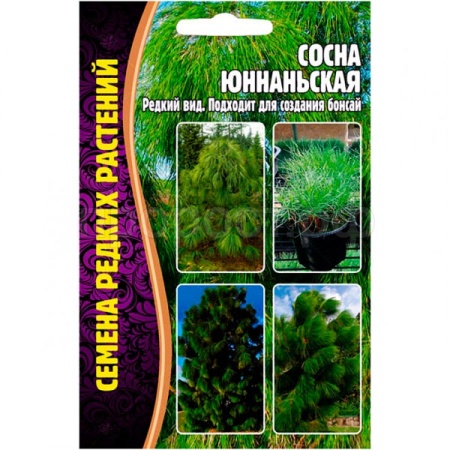 Редкие растения Сосна Юннаньская 25шт