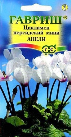 Гавриш Цикламен персидский Анели 3шт