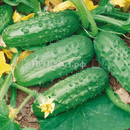 Сембат Огурец Солнечный 5г XXXL