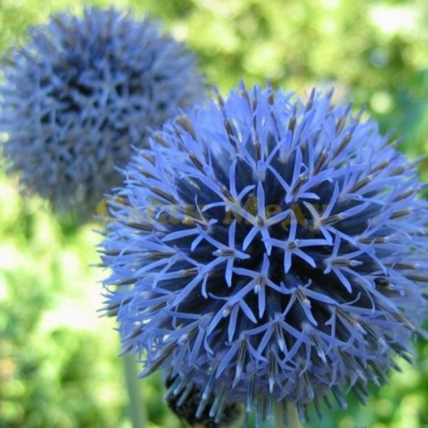 З.У. Мордовник 0,1 кг. (10шт/уп)