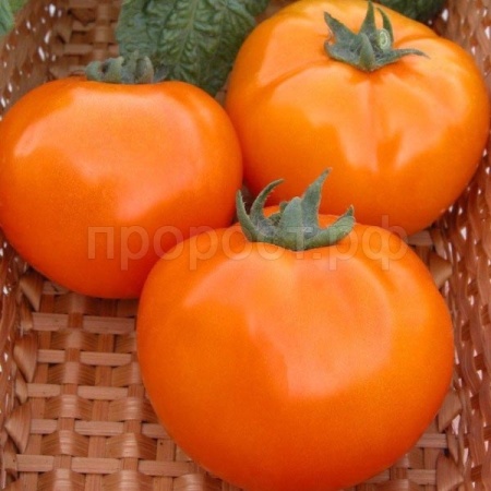 Сембат Томат Хурма 0,5г XXXL