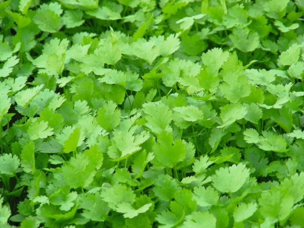 Сембат Фермерская Кориандр Карибе 400г