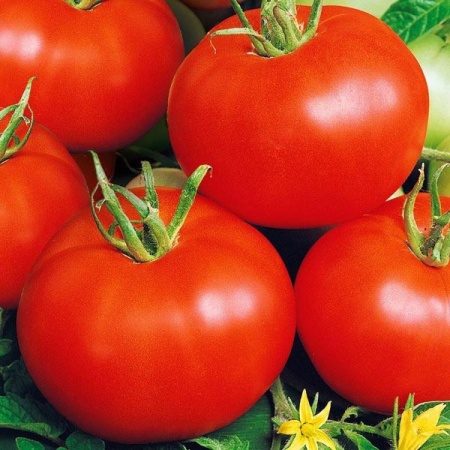 Поиск Томат Бобкат F1 10шт